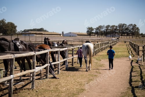 Preview: Kids walking with a white horse in the ranch