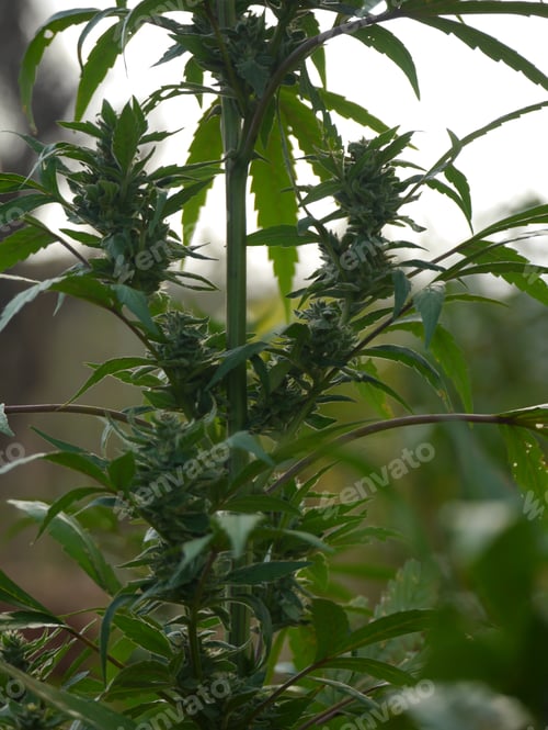 Preview: Closeup shot of a cannabis plant growing in a field