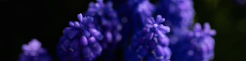 Preview: Banner 4x1 for website, social networks. Muscari flowers, fresh green grass closeup selective focus