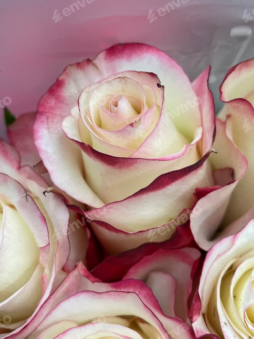 Preview: Roses