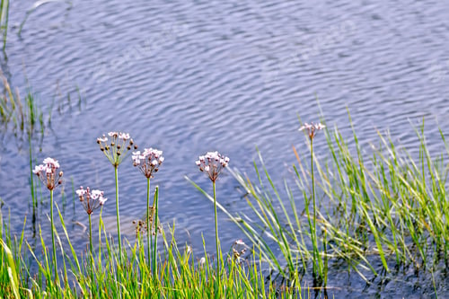 Preview: Butomus umbellatus on lake