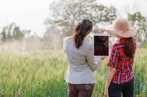 Preview: businesswoman working with a tablet in a wheat field