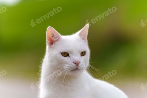 Preview: White domestic cat with bright yellow eyes looking at the camera