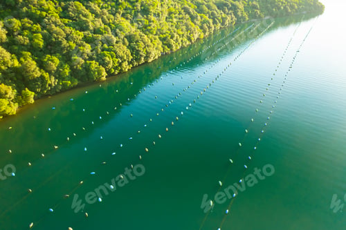 Preview: Oyster farm baskets in waters of Lim bay near dense forest
