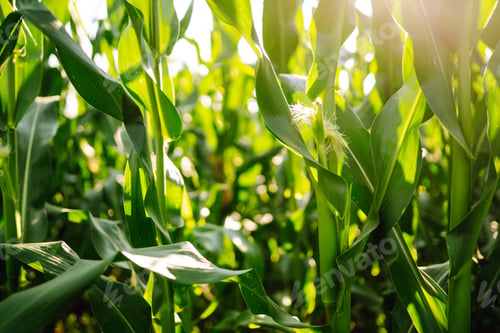 Preview: Young corn field at agriculture farm. Agriculture, organic gardening, planting or ecology concept.