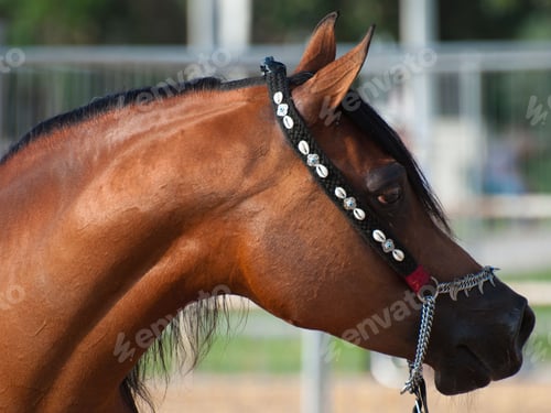 Preview: arabian, horse, mare, stallion, riding