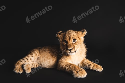 Preview: cute lion cub lying isolated on black