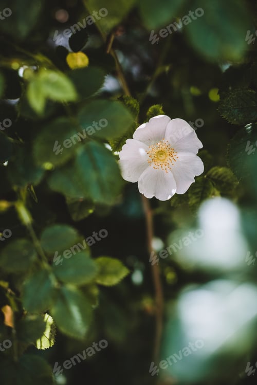 Preview: Rosehip flower on a background of dark green foliage in spring or summer