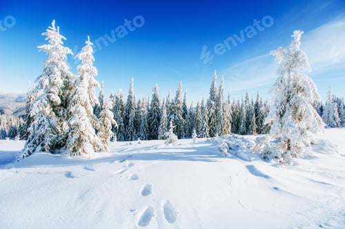 Preview: Snow Covered Trees in Winter Under Blue Sky