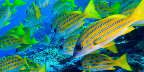 Preview: Blue-striped Snapper, North Ari Atoll, Maldives