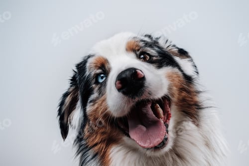 Vista previa: Australian breed domestic pet with blue and brown eyes in white background