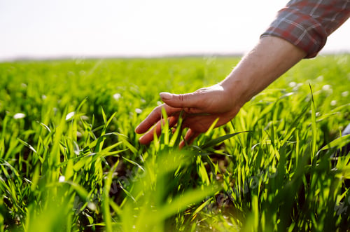 Preview: Green wheat seedlings in hands of a farmer. Male farmer looking at the produce before harvesting.