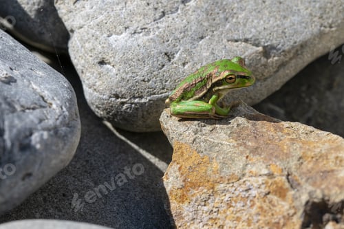 Preview: Closeup of a southern bell frog on a rock in a field under the sunlight