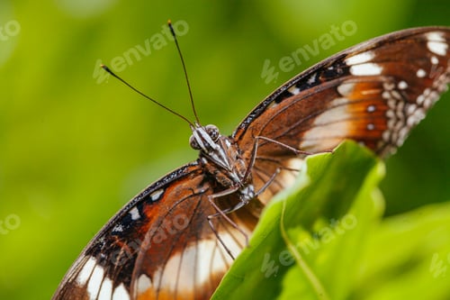 Preview: Colorful Butterfly in Melbourne Australia