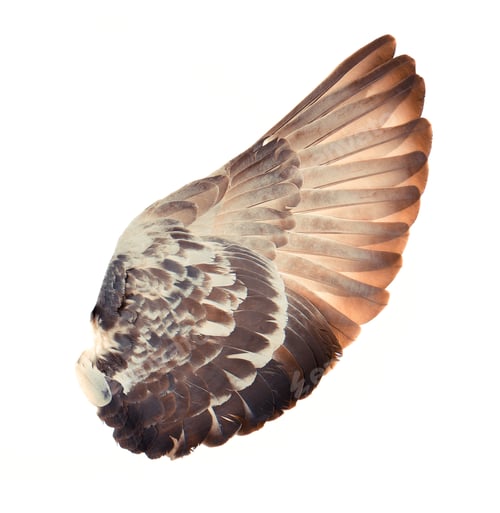 Preview: Wings isolated on white background