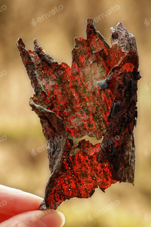 Preview: Holding red leaf in one hand