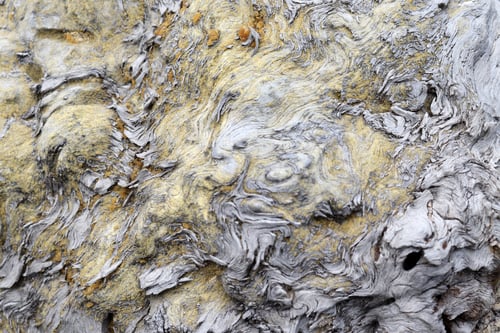 Preview: close-up texture of an old tree