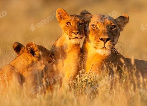Preview: A Beautiful and Breathtaking wildlife in the World