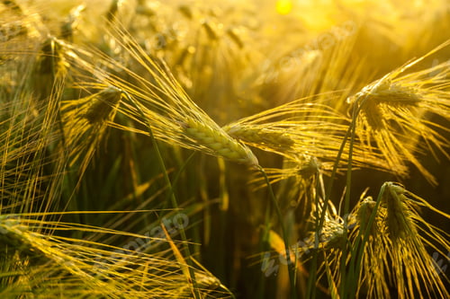 Preview: Wheat grows on the field. shot before sunset