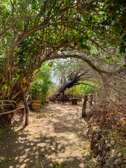 Preview: A path in the forest