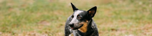 Preview: Australian Cattle Dog Portrait Outdoor. Panorama, Panoramic View Shot Scene Copy Space This Is Breed