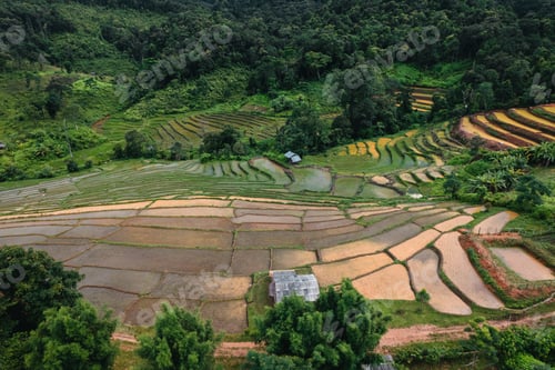 Preview: Rice fields outside the growing season