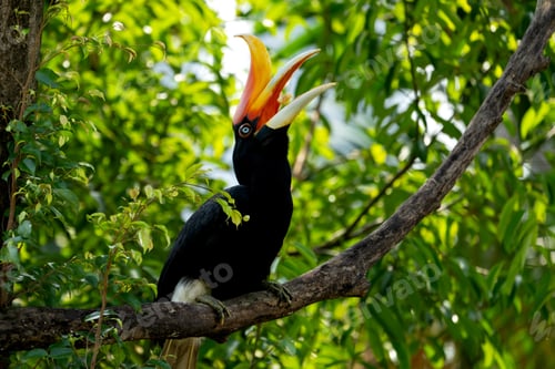 Preview: The rhinoceros hornbill (Buceros rhinoceros) is a large species of forest hornbill (Bucerotidae).