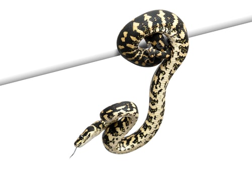Preview: Jungle carpet python, Morelia spilota cheynei against white background