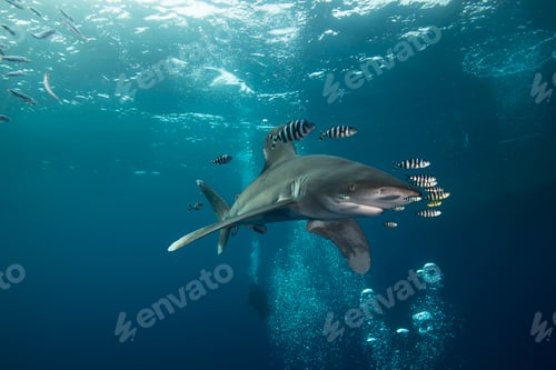 Preview: White tip shark (Carcharhinus longimanus) swimming with pilot fish, underwater view, Brothers island