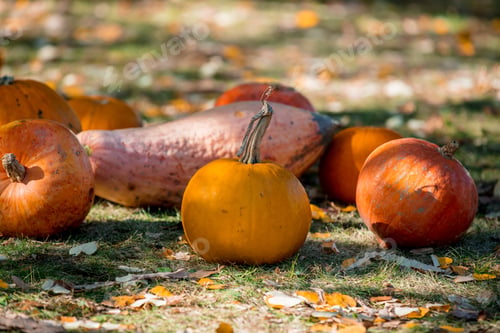 Preview: group of a yellow pumpkins on a ground