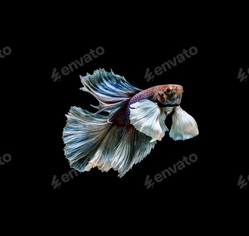 Preview: Colourful Betta fish,Siamese fighting fish in movement isolated on black background