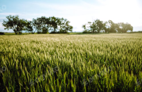 Preview: Green wheat field. Ripening ears of wheat field. Sunset light. Nice summer day