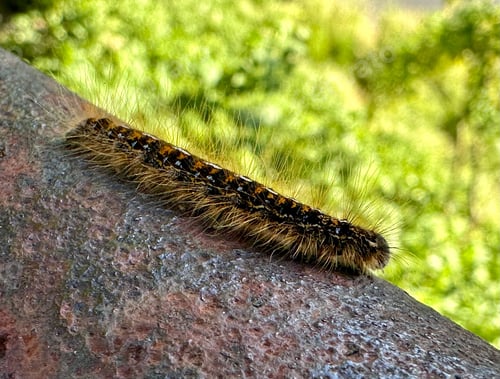 Preview: Close-up of a small Eastern tent caterpillar on a rocky surface in a natural outdoor environment