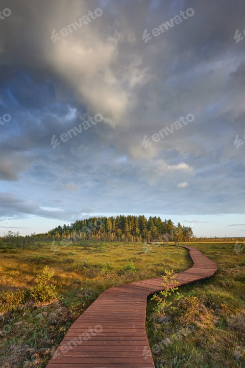 Preview: Ecological path in swamp.