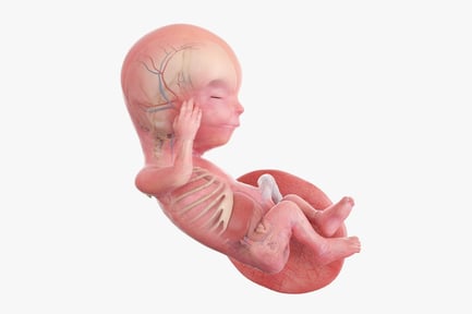 Preview: Fetus Anatomy: Week 13 Development