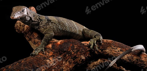 Preview: black roughneck monitor or varanus rudicollis
