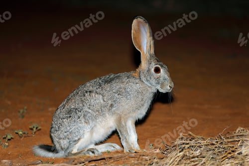 Preview: Alert scrub hare