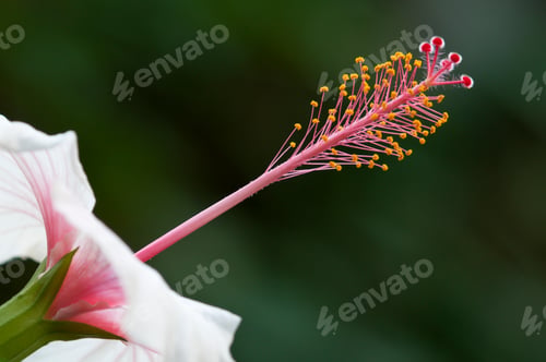 Preview: Ibiscus Flower Detail