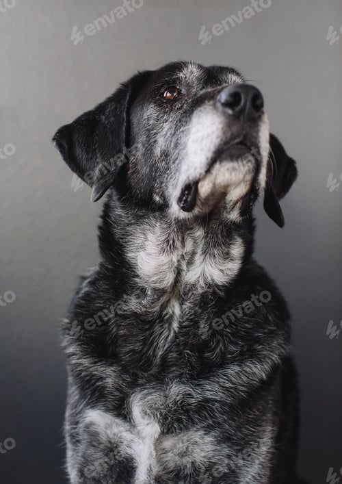 Preview: A mixed breed dog with a black coat, a therapy dog, a mixed breed of Great Pyrennean mountain dog