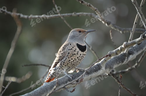 Preview: Flicker Macro on a branch