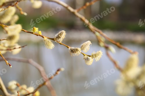 Preview: Different Plants Grow In The Park On A Sunny Day