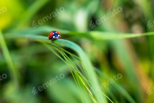 Preview: Closeup of ladybug perching on plant stem isolated in green nature background