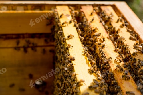 Preview: Beehive with frames full of bees closeup