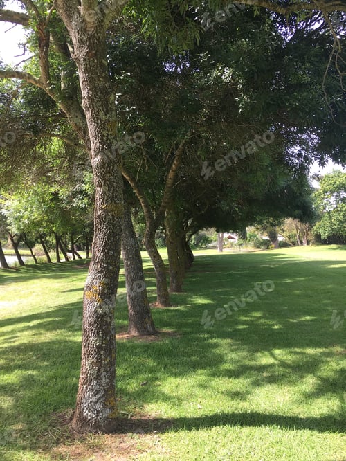 Visualização: A luz do sol e as sombras caem sobre fairways imaculados cercados por fileiras de árvores