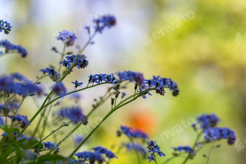 Preview: Beautiful close-up picture of tender wild spring and summer flowers