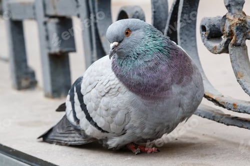 Preview: portrait of a beautiful dove