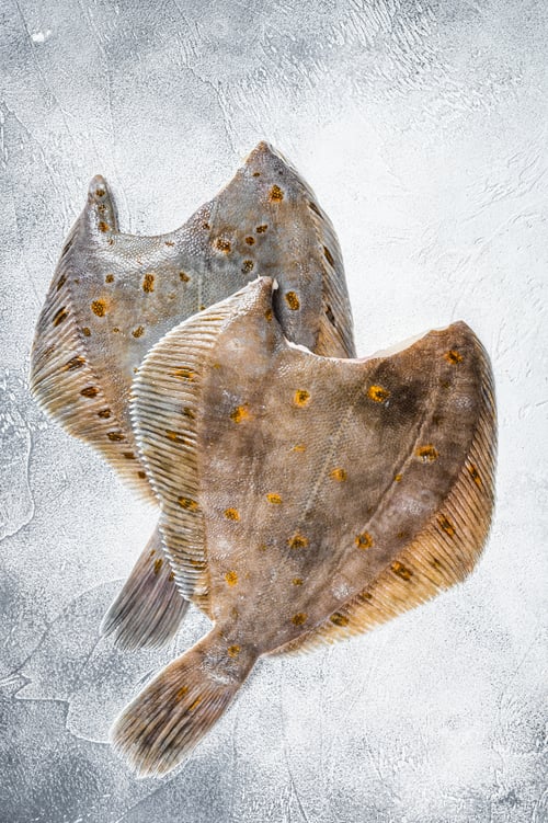 Preview: Raw whole flounder flatfish fish on kitchen table. White background. Top view