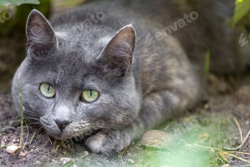 Preview: Curious grey cat, outdoor portrait
