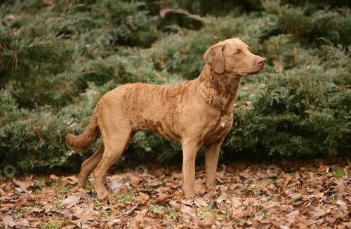 Preview: Endearing typical Chesapeake Bay Retriever dog in the forest