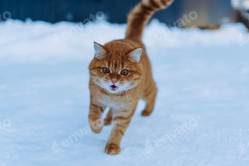 Preview: lost domestic ginger cat walking on snow in countryside